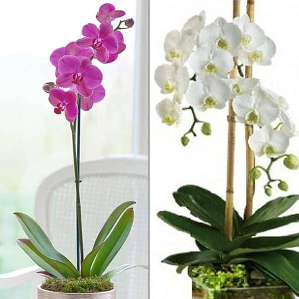 Non-GMO Phalaenopsis Orchid Seeds Black & White