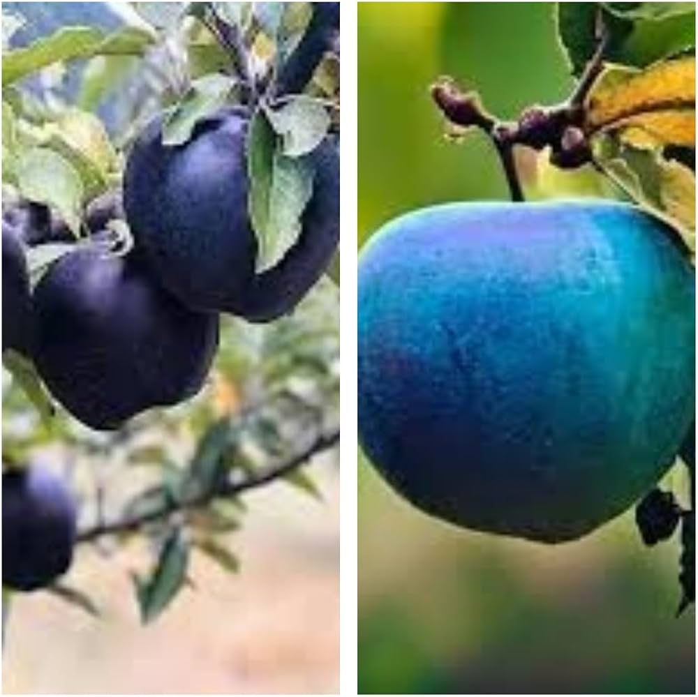 Non-GMO blue apple seeds for home fruit gardening