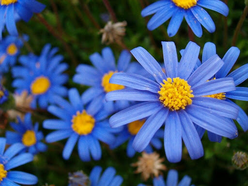 Aster Flower Seeds Planting Blue