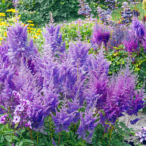 Non-GMO Blue Astilbe Seeds for Gardening