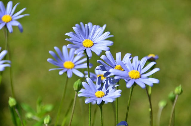 Non Gmo Blue Bellis Perennis Seeds