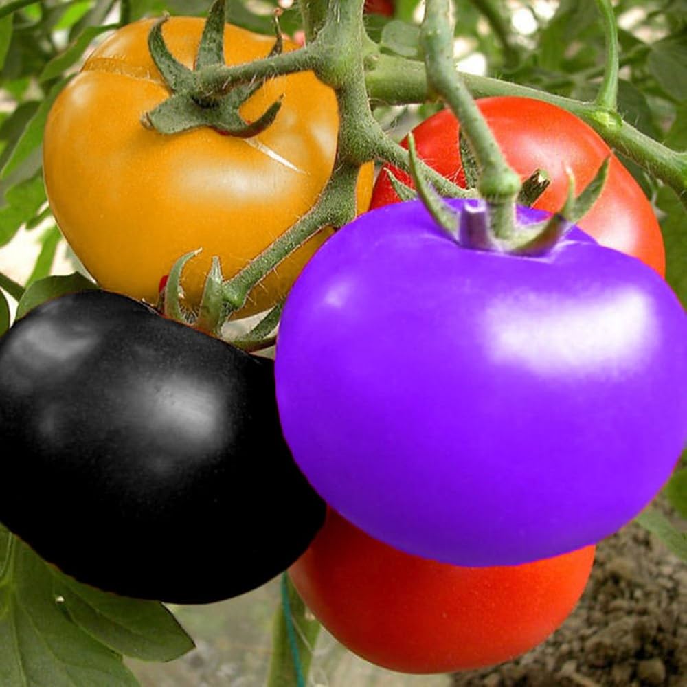 Non-GMO Blue Berries tomato seeds