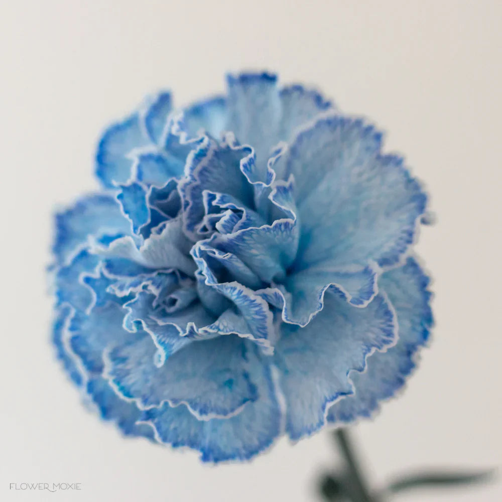 Non-GMO Blue Carnation Seeds for Gardening