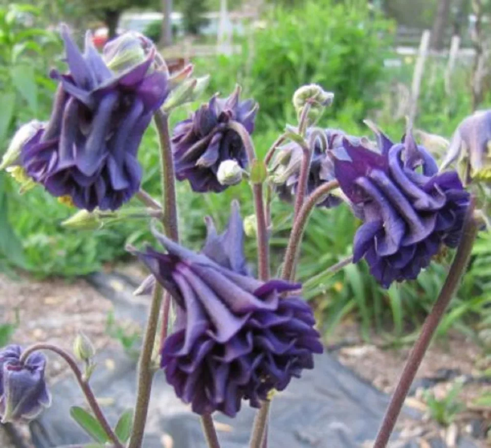 Non-GMO Blue Tower Columbine Flower Seeds
