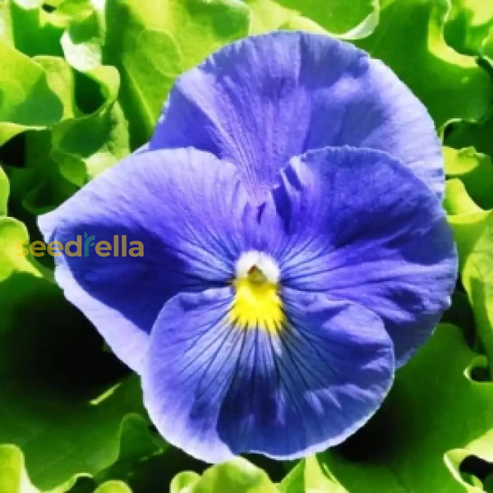 Non Gmo Blue Crystal Seeds