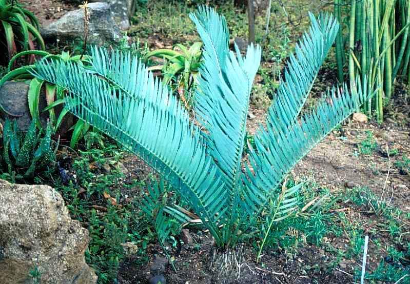 Non GMO Blue Cycas seeds for planting
