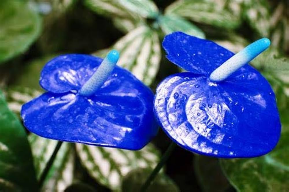 Non-GMO Blue Futaba Anthurium Seeds