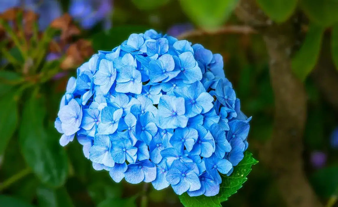 Non-GMO Blue Hydrangea Flower Seeds