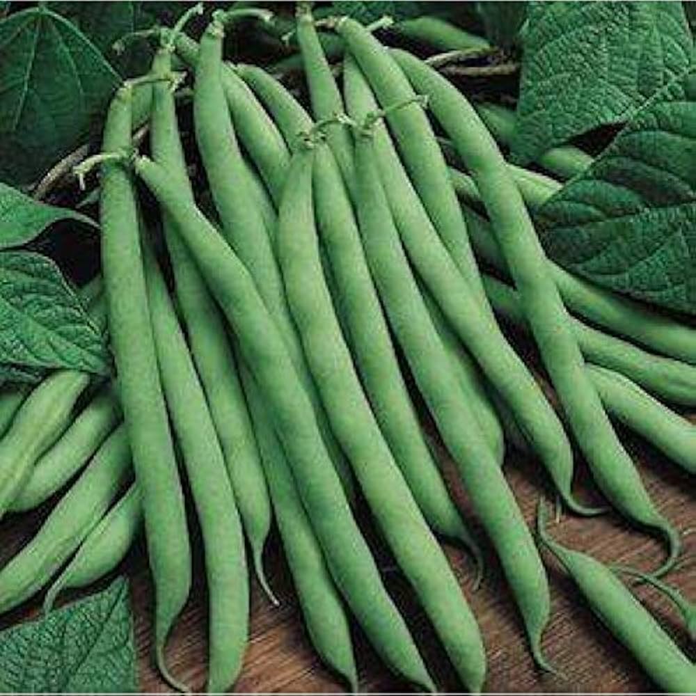 Non GMO Blue Lake Pole Bean seeds