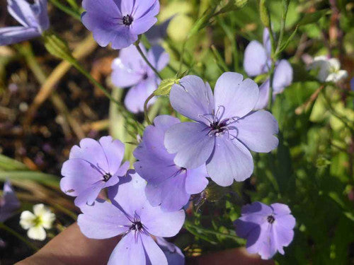 Non Gmo Blue Oculata Seeds