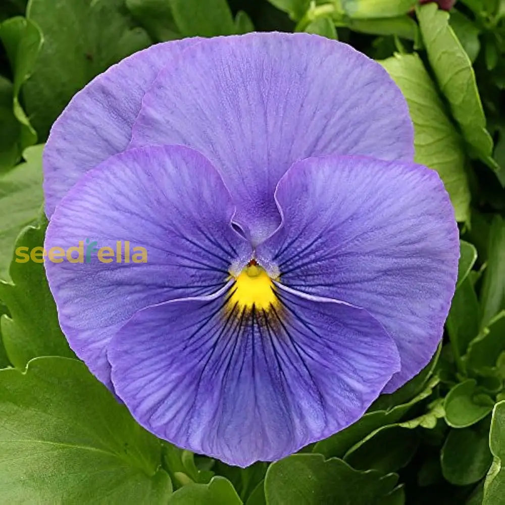 Non-GMO Blue Pansy Flower Seeds
