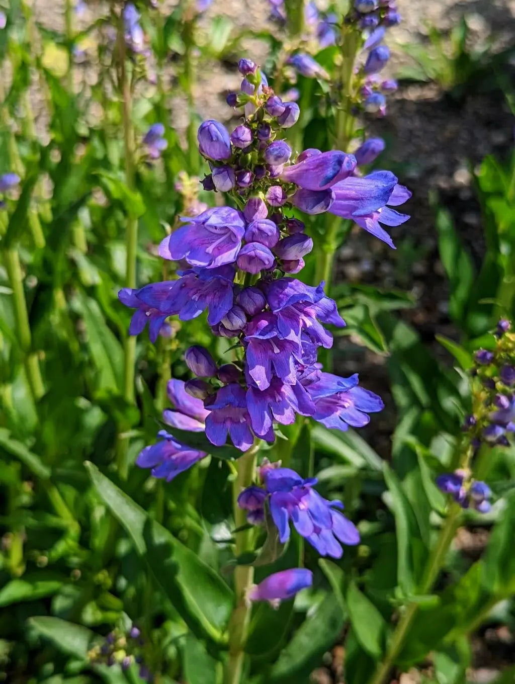 Non-GMO Blue Penstemon Strictus Seeds – Drought Tolerant Garden Plant