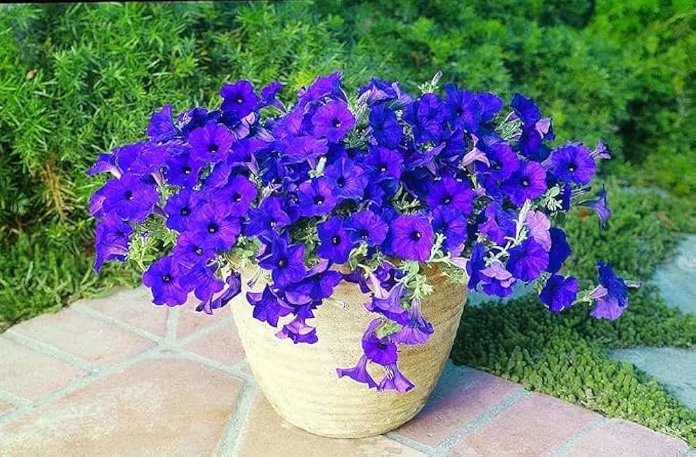Non-GMO Blue Oblique Petunia Seeds for Home Gardening