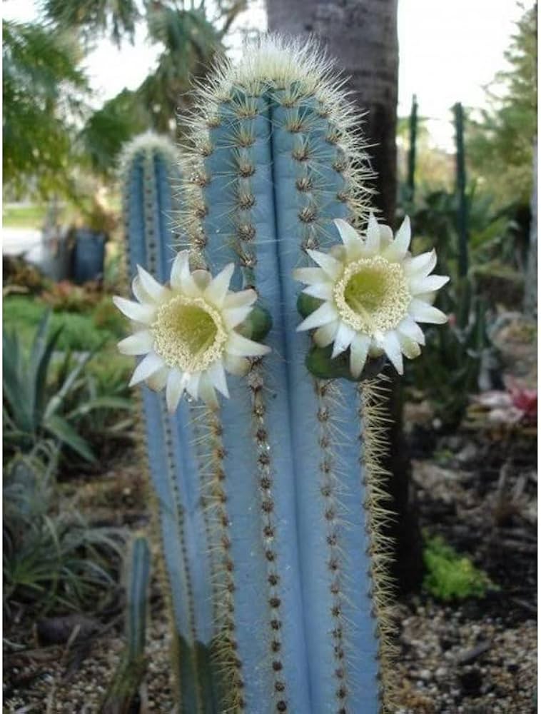 Non-GMO Blue Pilosocereus cactus seeds for dry, sunny gardens