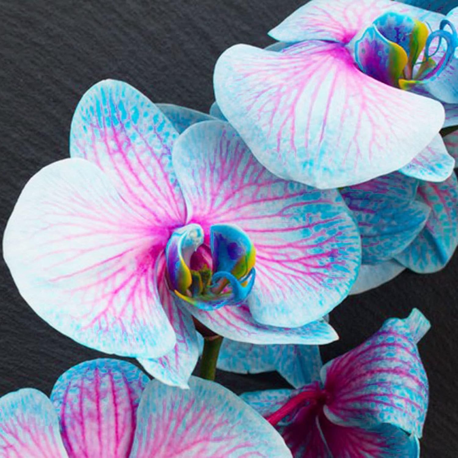 Non-GMO Blue and Pink Orchid Seeds for Gardening