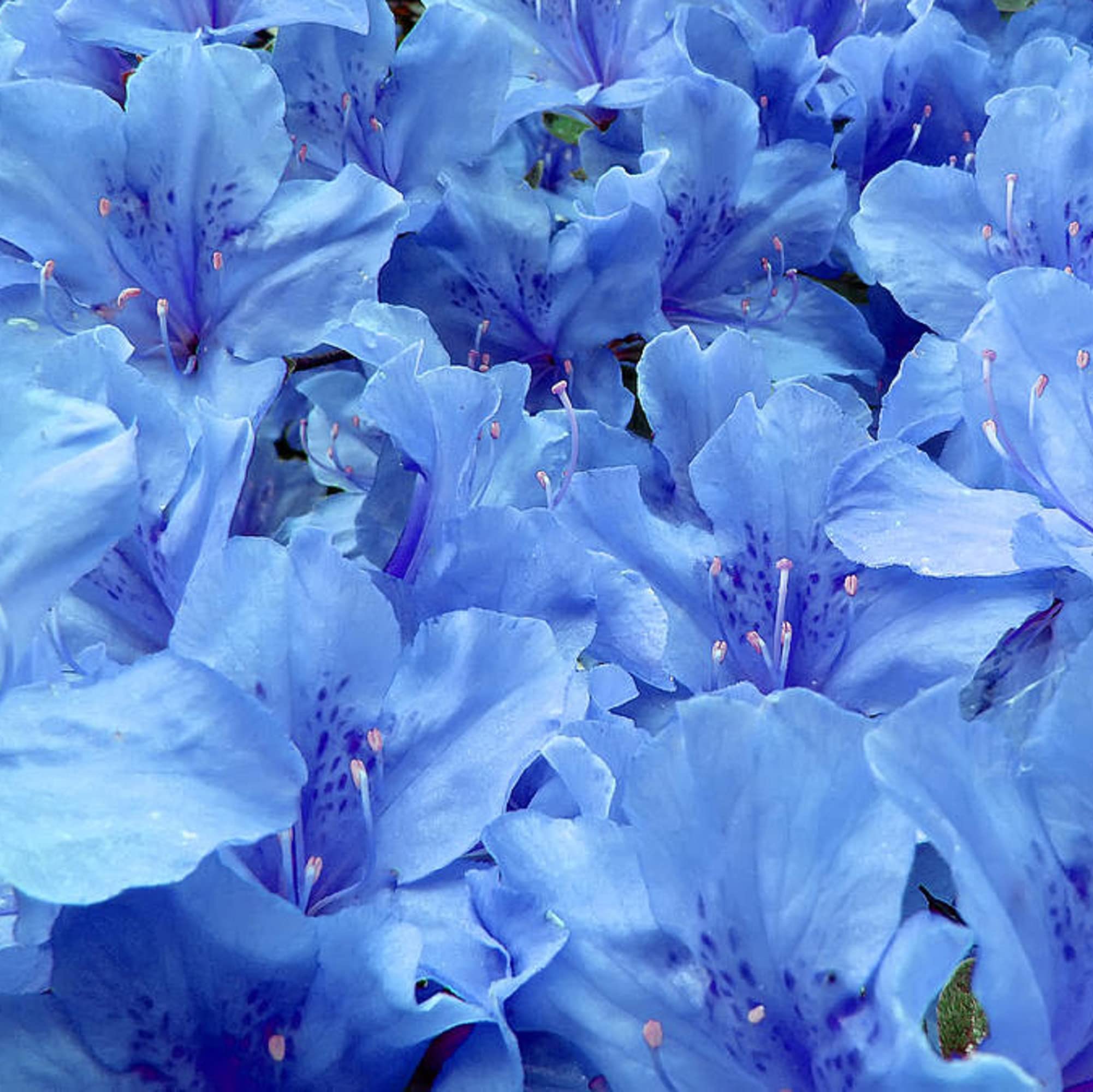 Non-GMO Blue Purple Azalea Seeds for Gardening