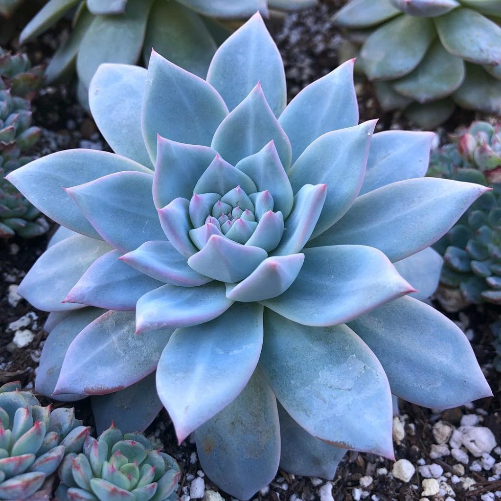 Non-GMO Blue & Purple Succulent Seeds for Gardening