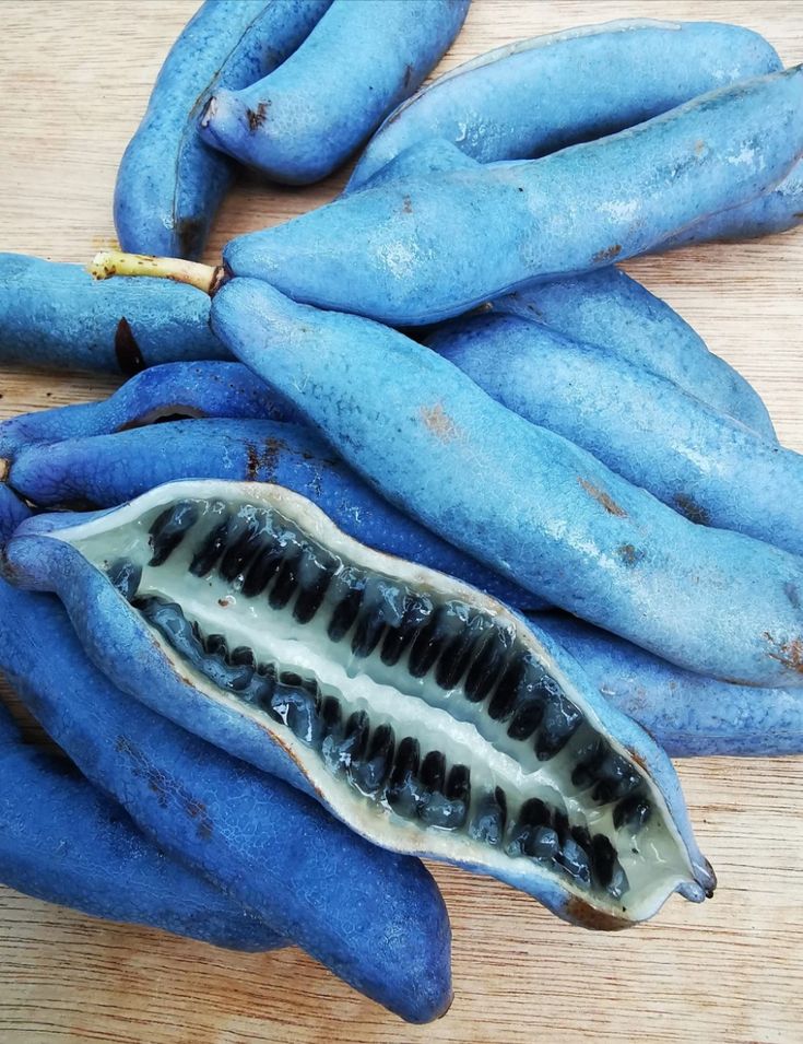 Non-GMO Blue Sausage Fruit seeds rare edible shrub