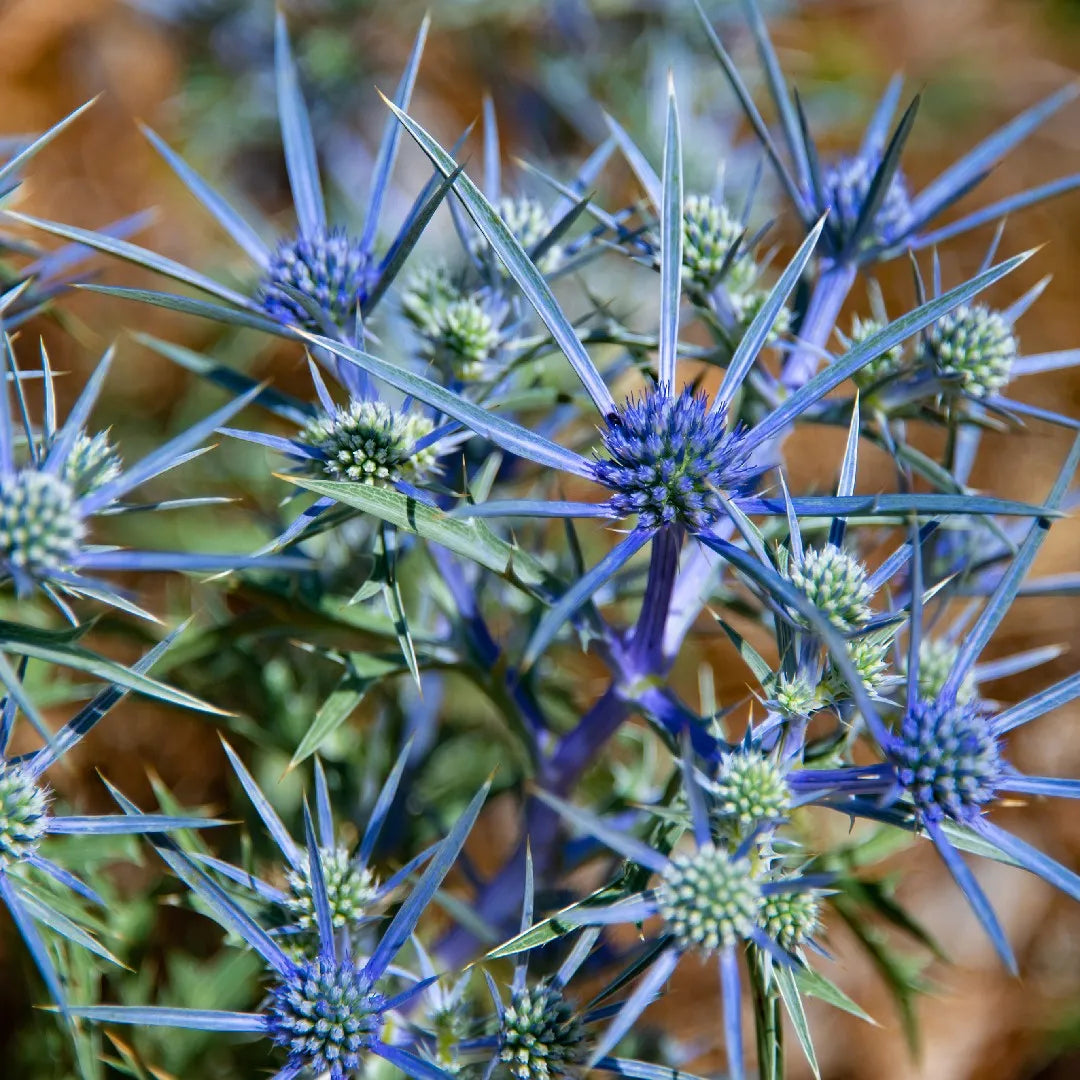 Non Gmo Blue Sea Holly Seeds