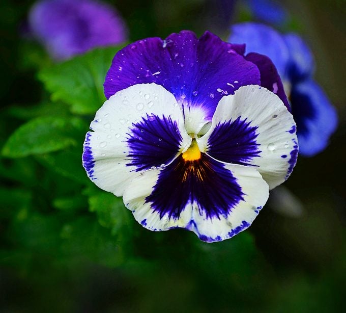 Non-GMO Blue & White Pansy Flower Seeds