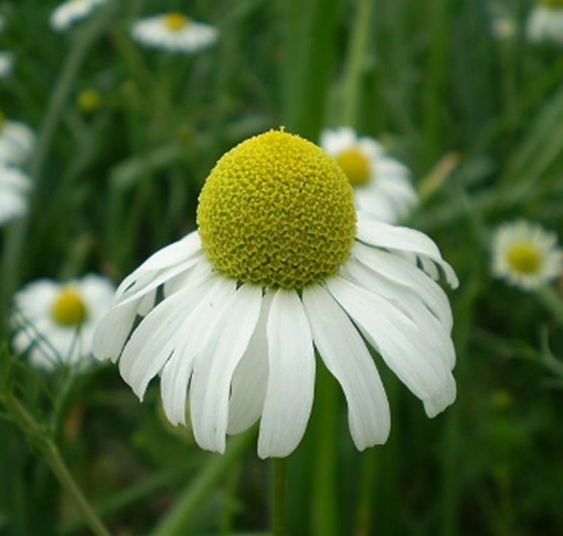 Non-GMO Bodegold Chamomile flower seeds for ornamental gardens