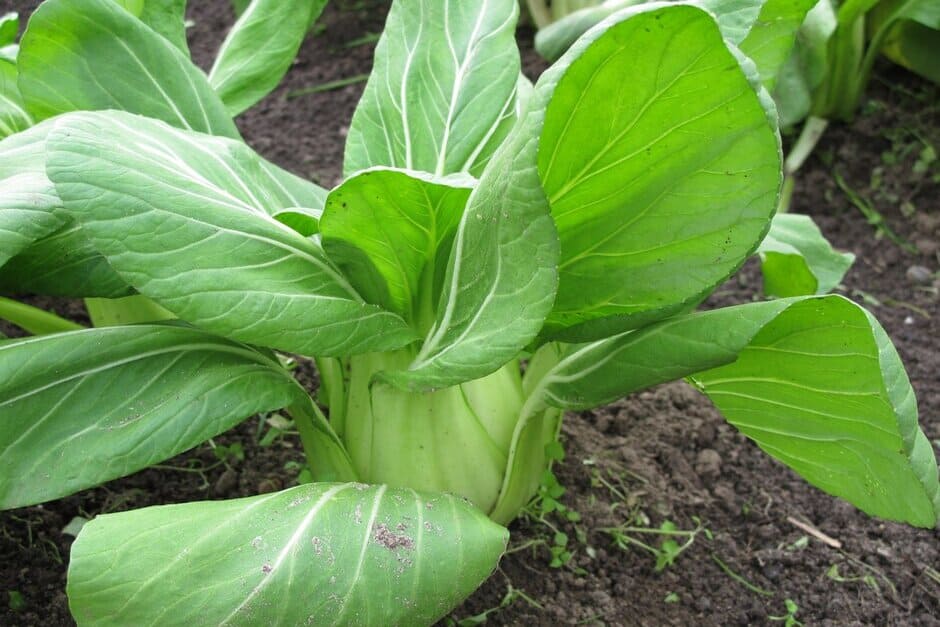 Non GMO Bok Choy seeds with fast germination