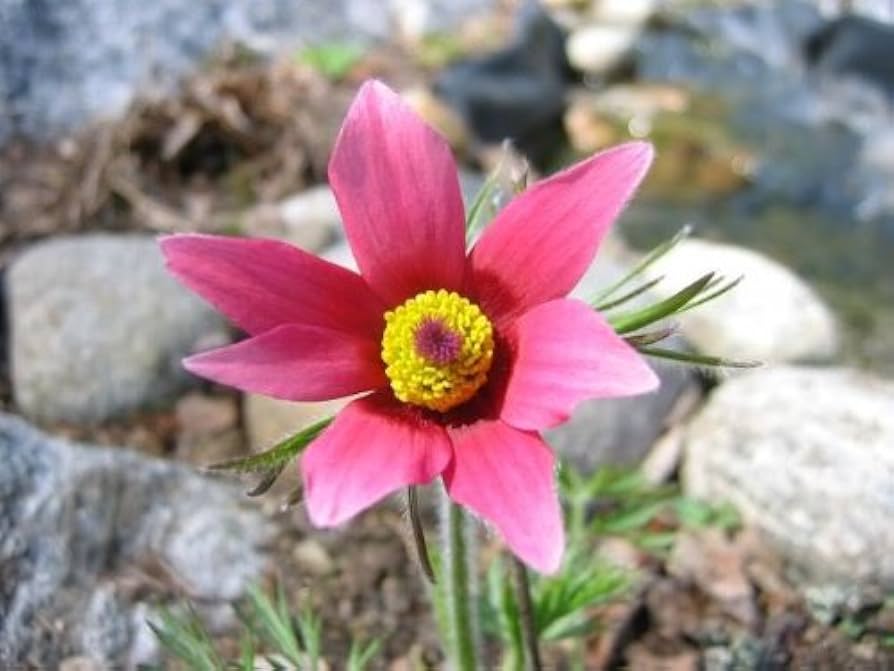 Non-GMO Bold Red Anemone Pulsatilla Seeds