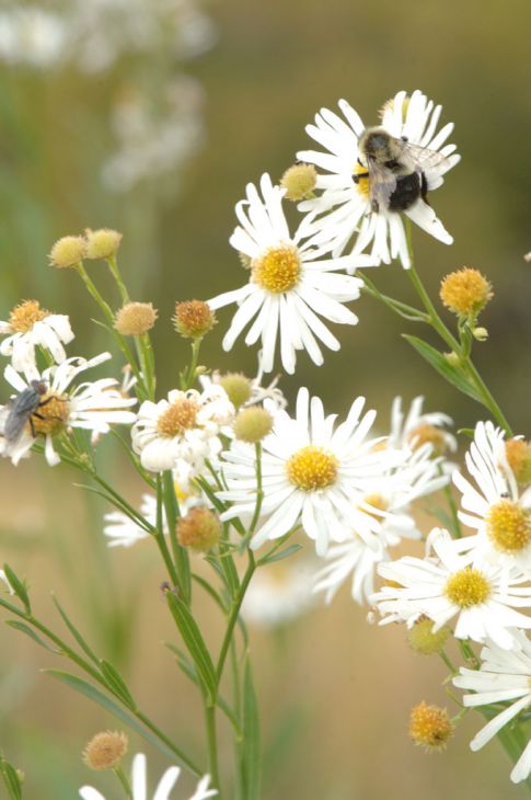 Non-GMO Boltonia Asterioides Seeds