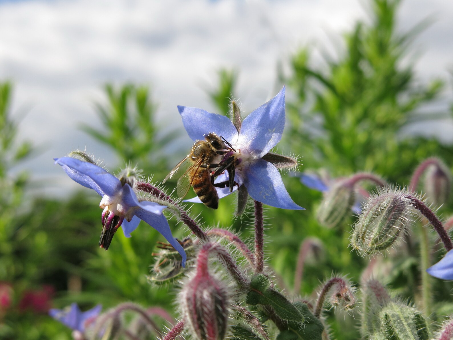 Non-GMO Borage flower seeds for pollinator gardens