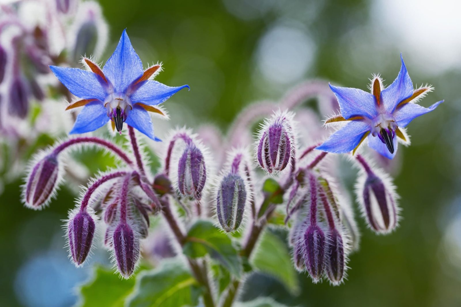 Non GMO Borage seeds for easy planting
