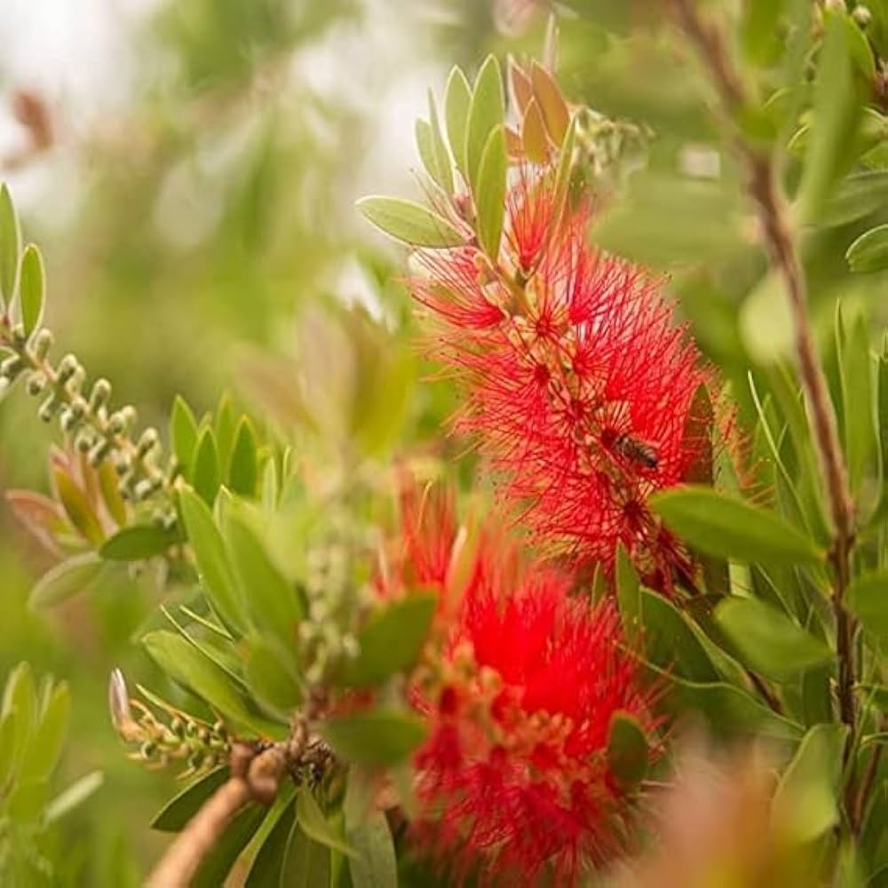 Non-GMO Bottle Brush Melaleuca Flower Seeds