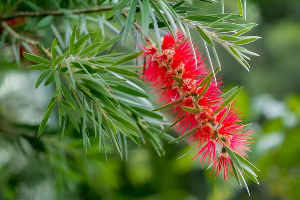 Non-GMO Bottlebrush Tree Seeds for home gardening