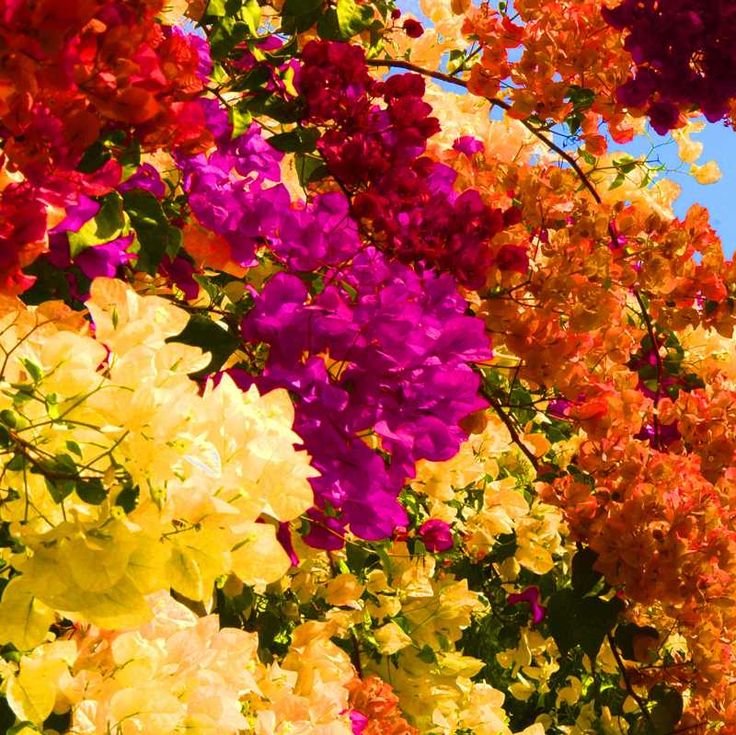 Premium Non-GMO Bougainvillea Seeds