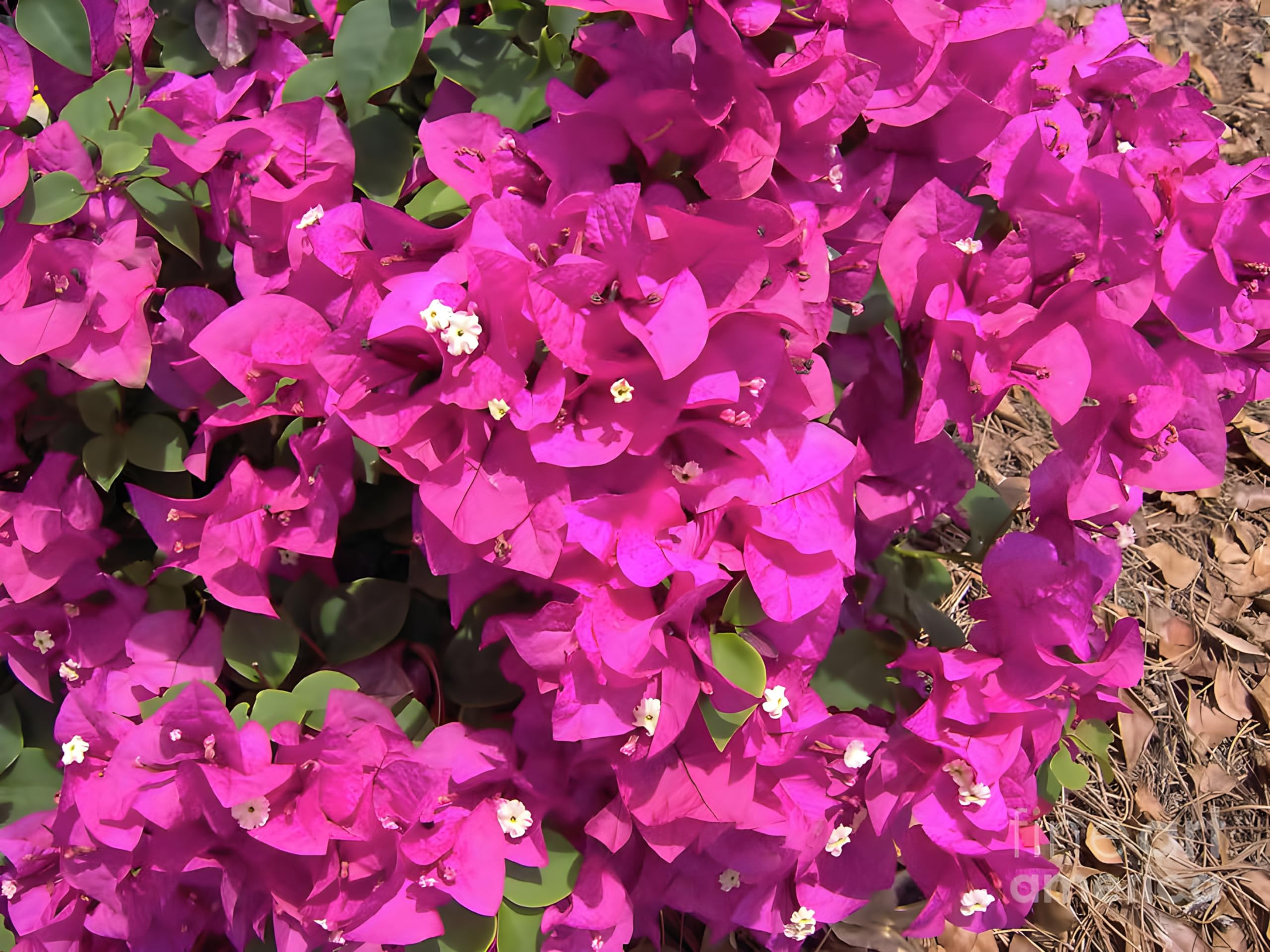 Premium Non-GMO Bougainvillea Seeds