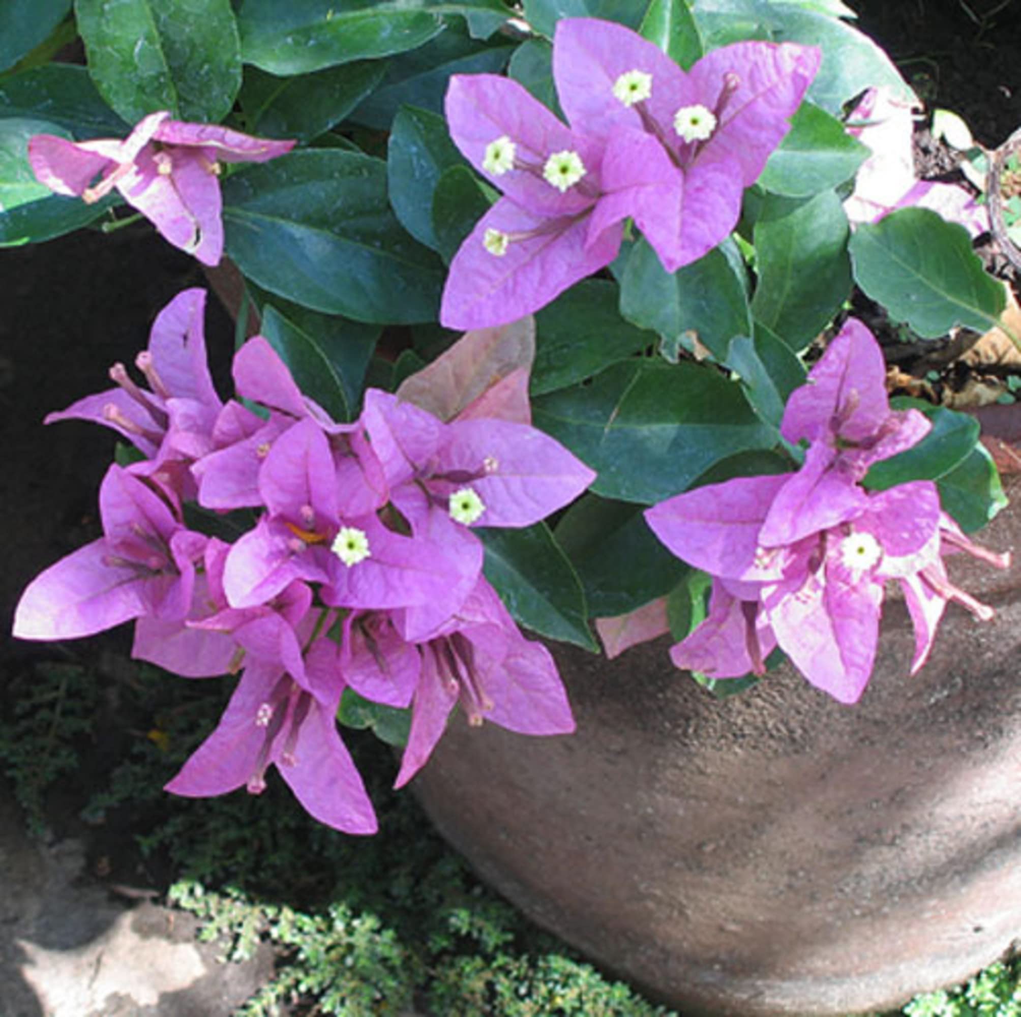 Non-GMO Bougainvillea Seeds for Trellises and Containers