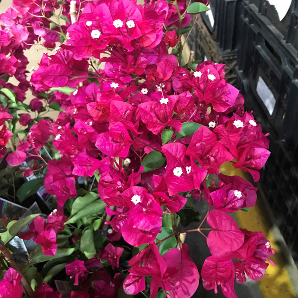 Non-GMO Pink Bougainvillea Seeds for Home Gardening