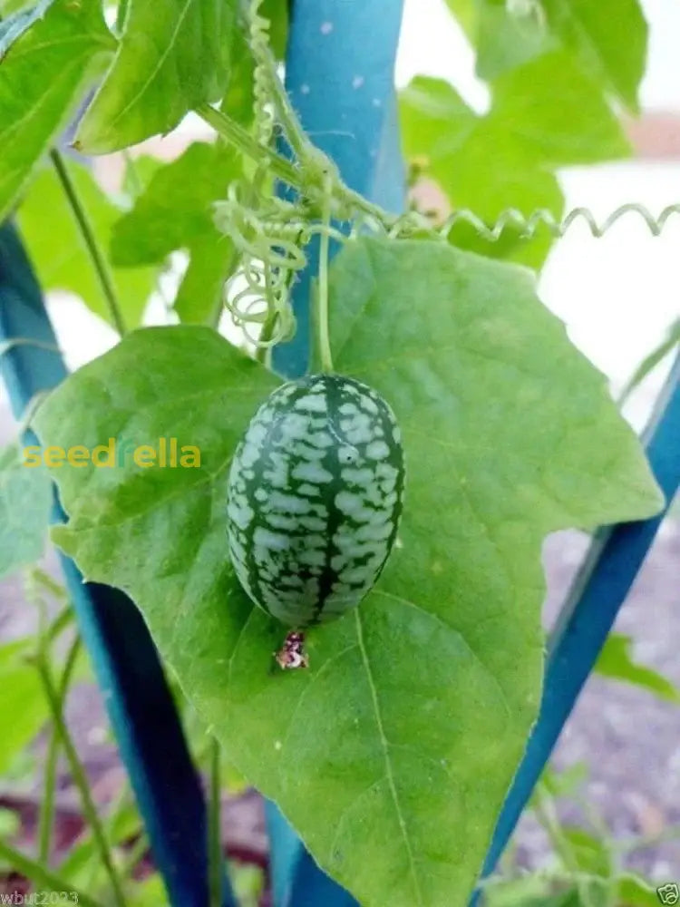 High germination Brasilien seeds for gardening