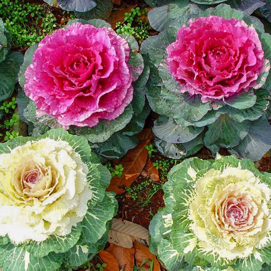 Non-GMO Light Pink Brassica Oleracea Seeds