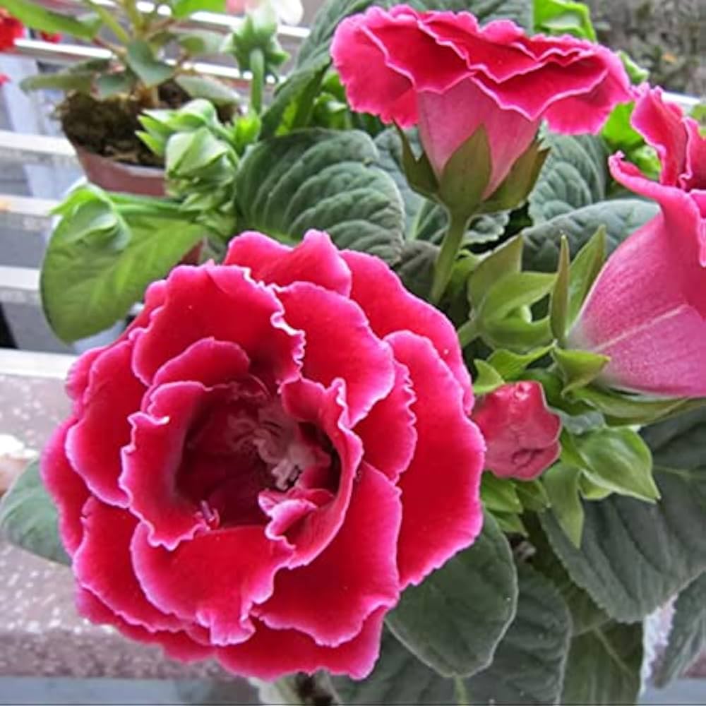 Non-GMO Brazilian Gloxinia Pink Seeds for Home Gardening