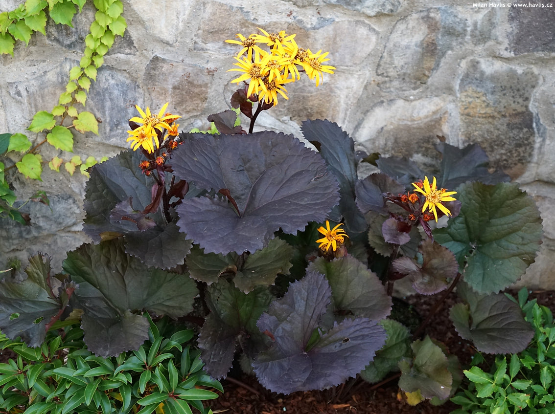 Non-GMO Britt-Marie Crawford Flower Seeds