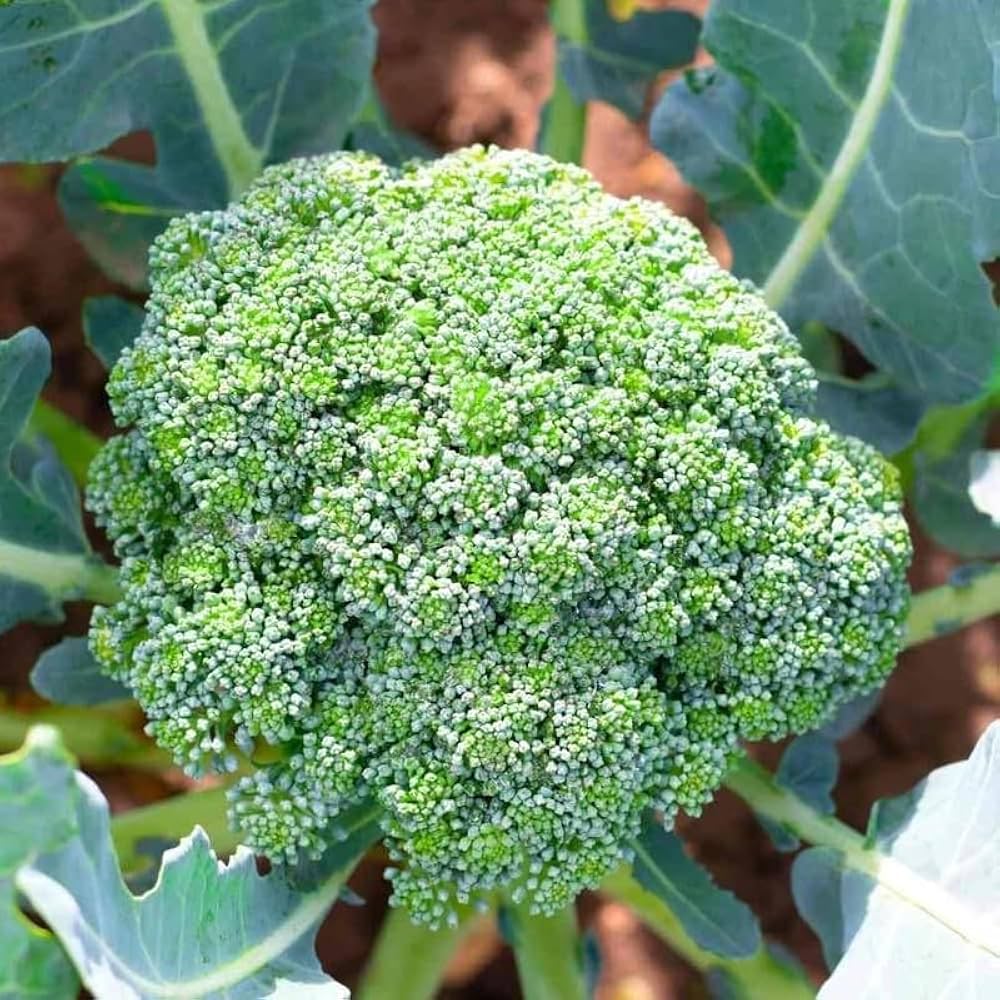 Non-GMO broccoli seeds for vegetable gardens