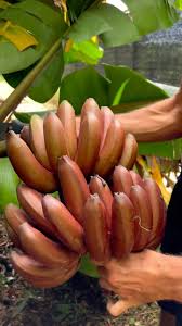 Non-GMO brown banana seeds for tropical plant growing