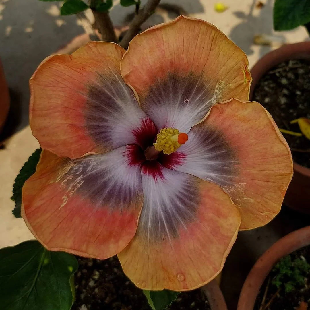 Non-GMO Brown Hibiscus Seeds