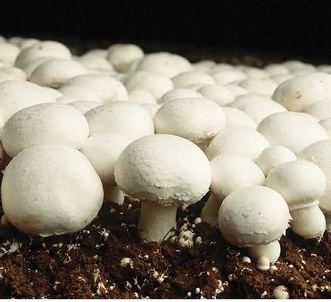Non GMO brown mushroom seeds for planting