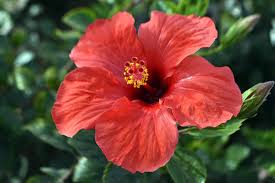 Non-GMO Brown Orange Hibiscus Seeds for Gardening