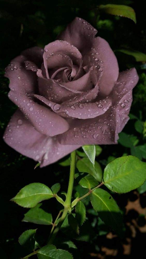 Non Gmo Brown Rose Seeds