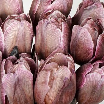 Non-GMO Brown Tulip Seeds for Gardening