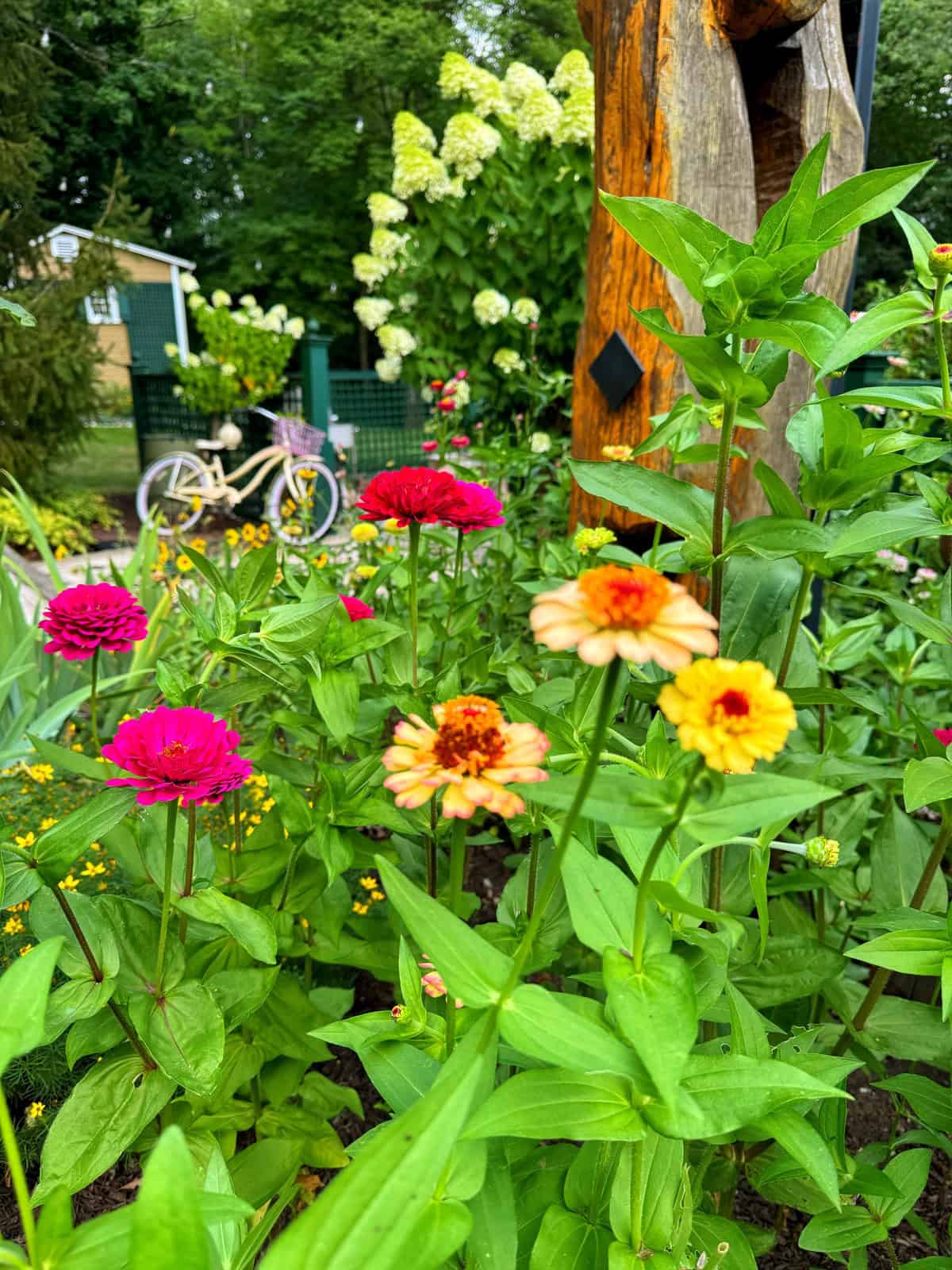 Non-GMO Brown and Yellow Zinnia Flower Seeds