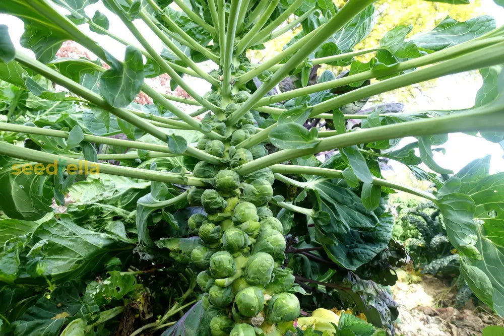 Non GMO Brussels Sprouts seeds