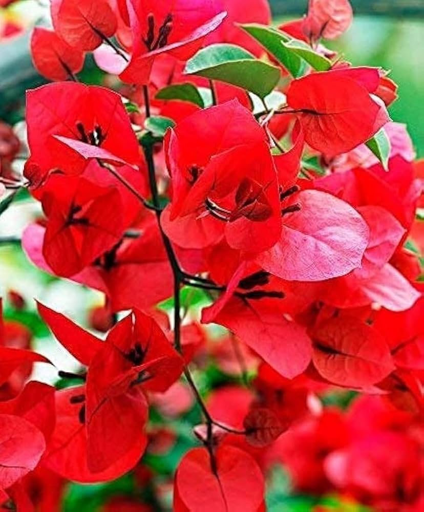 Non Gmo Buganvilla Seeds